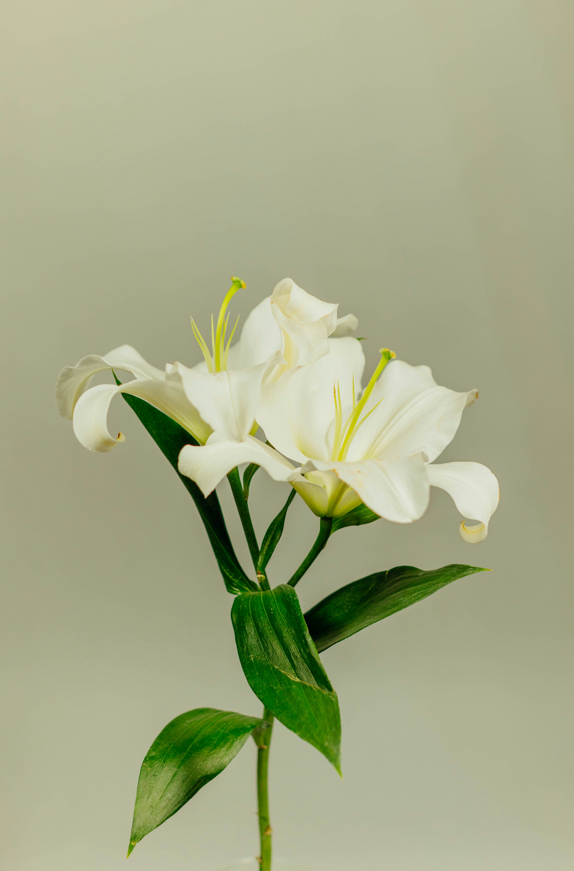 Sand Fog Gardenia 110 ml Reed Diffuser - Image 3