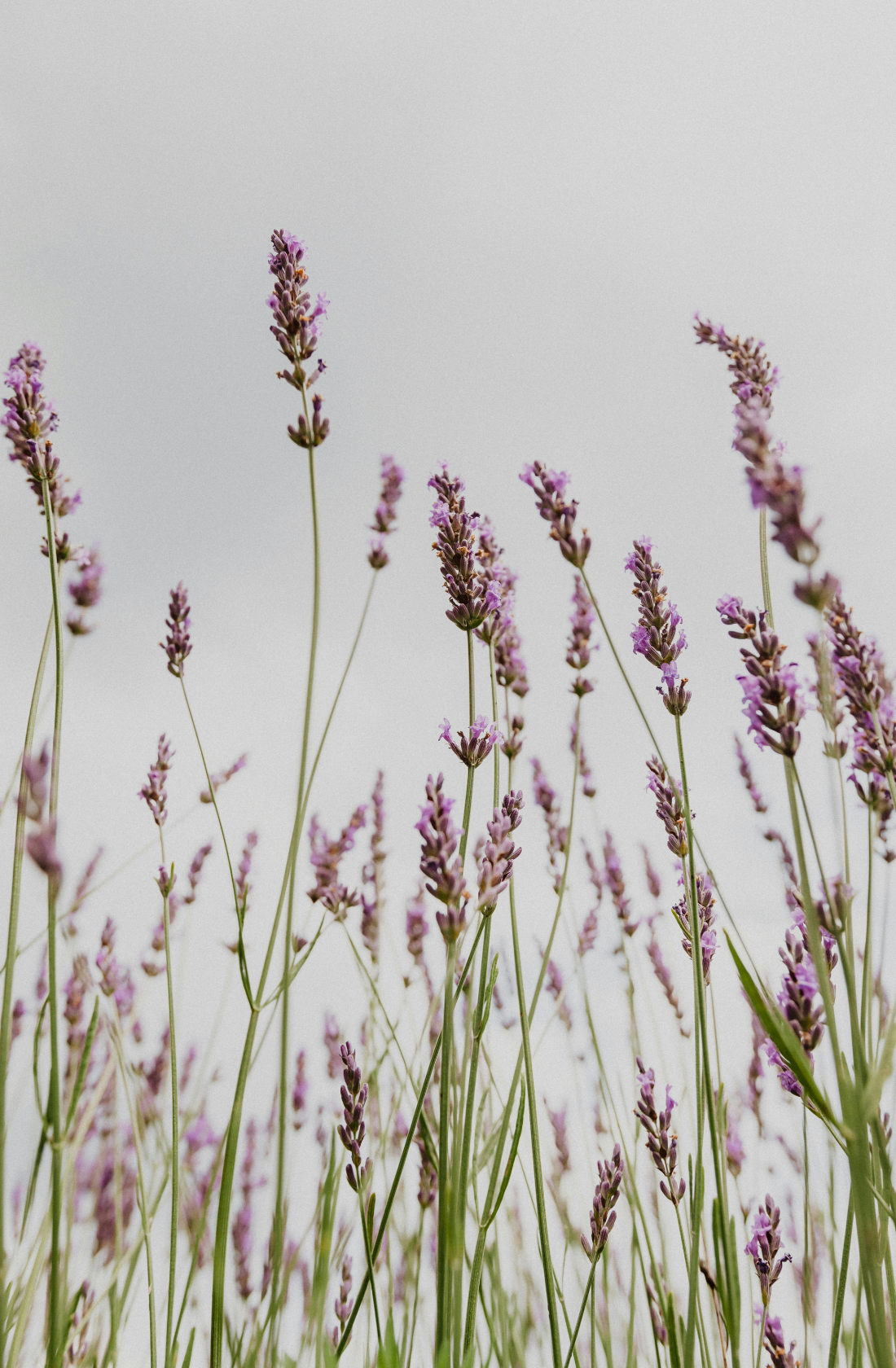 Sand Fog Lavender 12 oz scented candle - Image 5