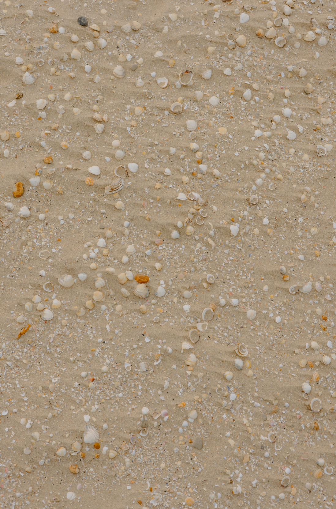 Sand Fog Ocean & Sea Salt 21 oz scented candle - Image 2