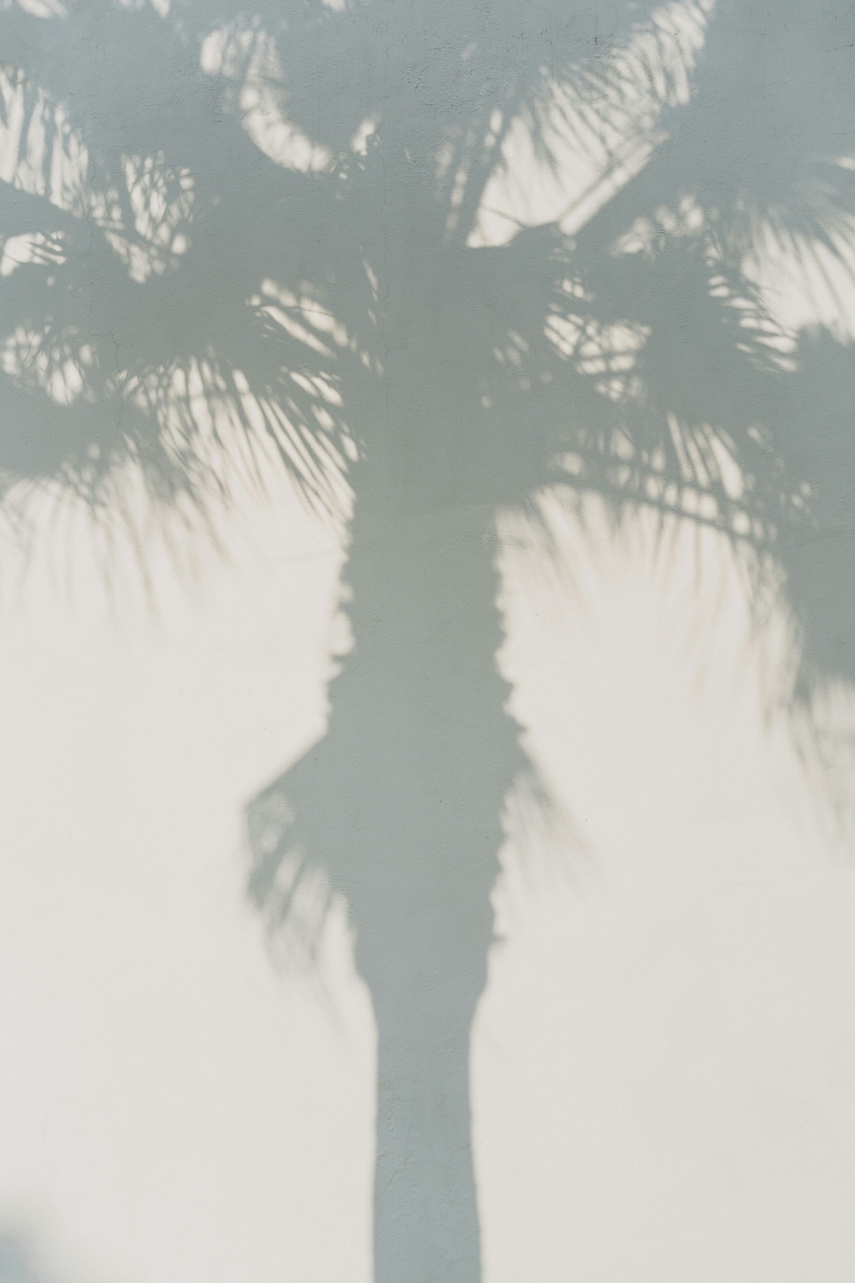 Sand Fog White Palm 50 ml Perfume Oil Rollerball - Image 2