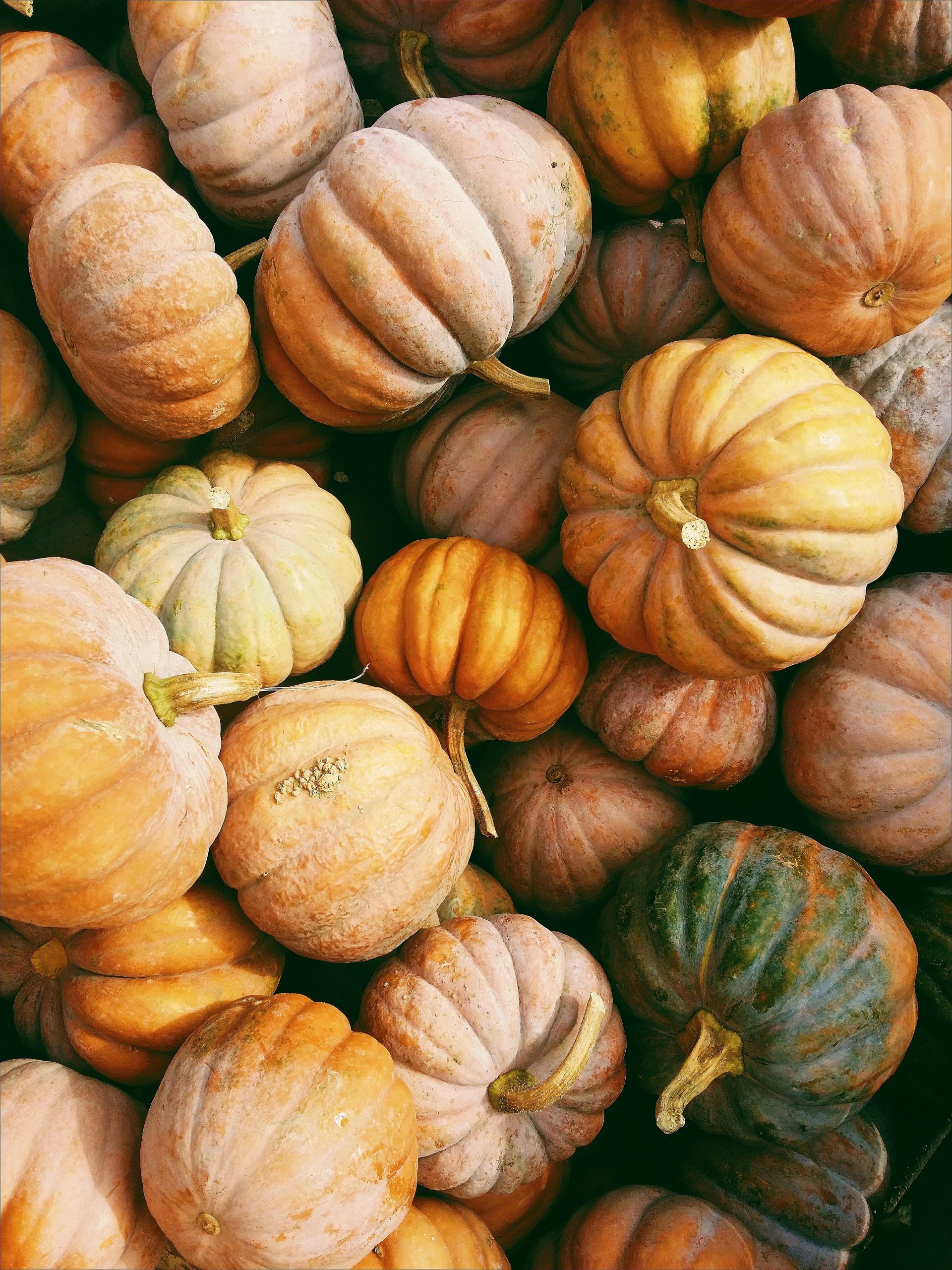 Sand Fog Pumpkin Harvest 12 oz scented candle - Image 2
