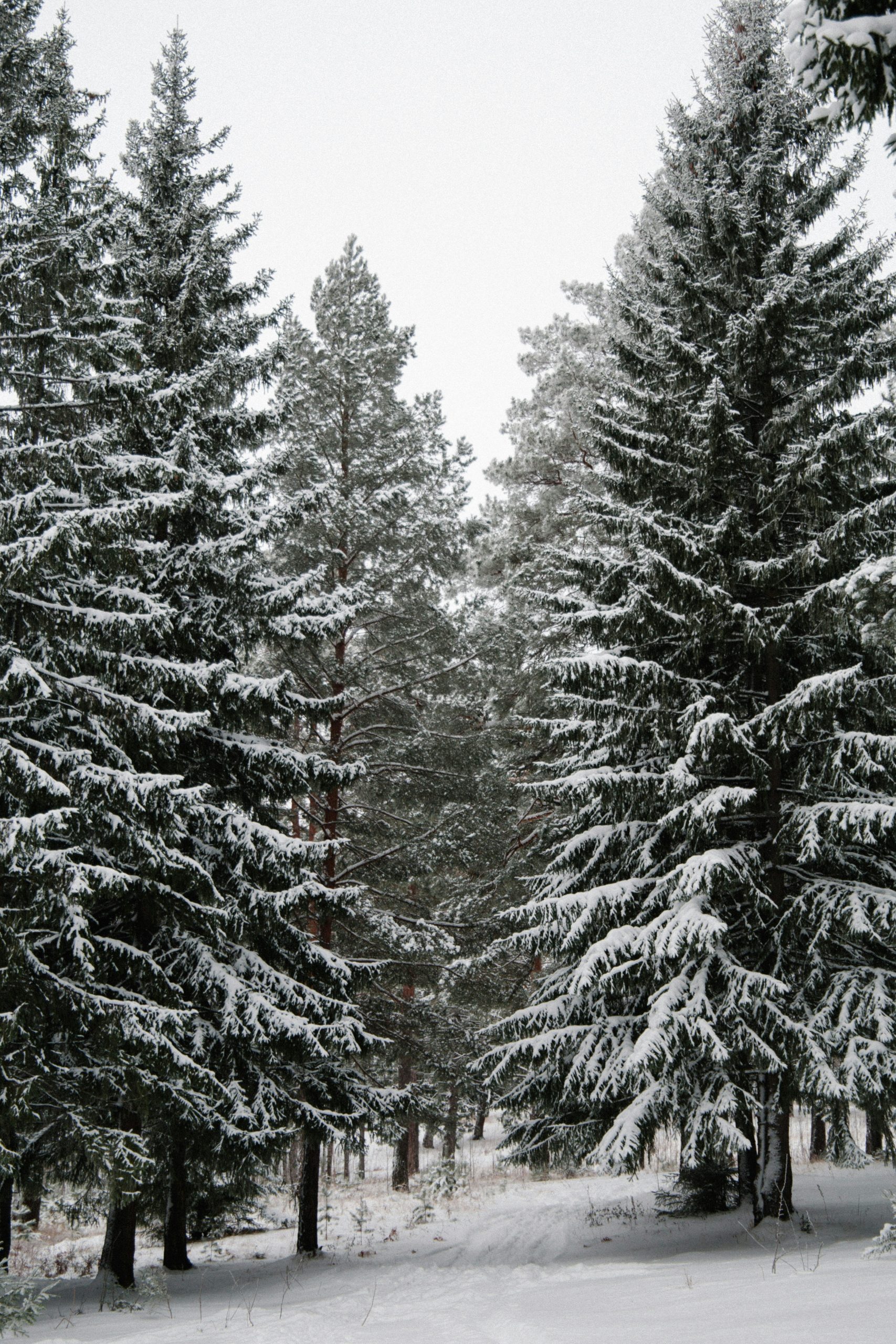 Sand Fog Winter Pine 34 oz scented candle - Image 2